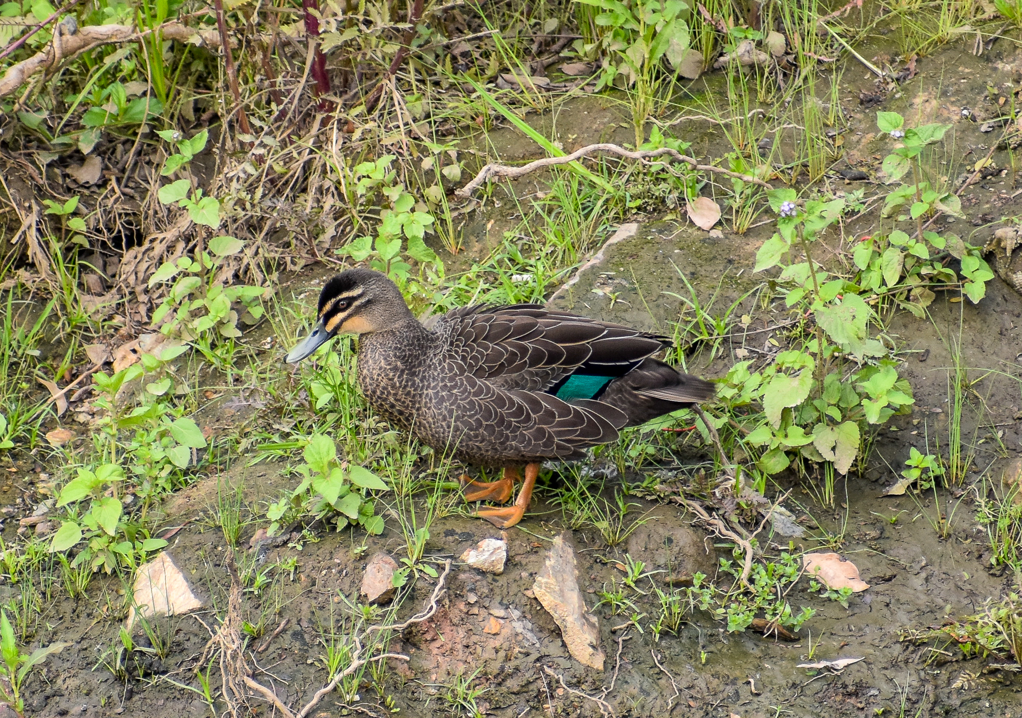 Pacific Black Duck