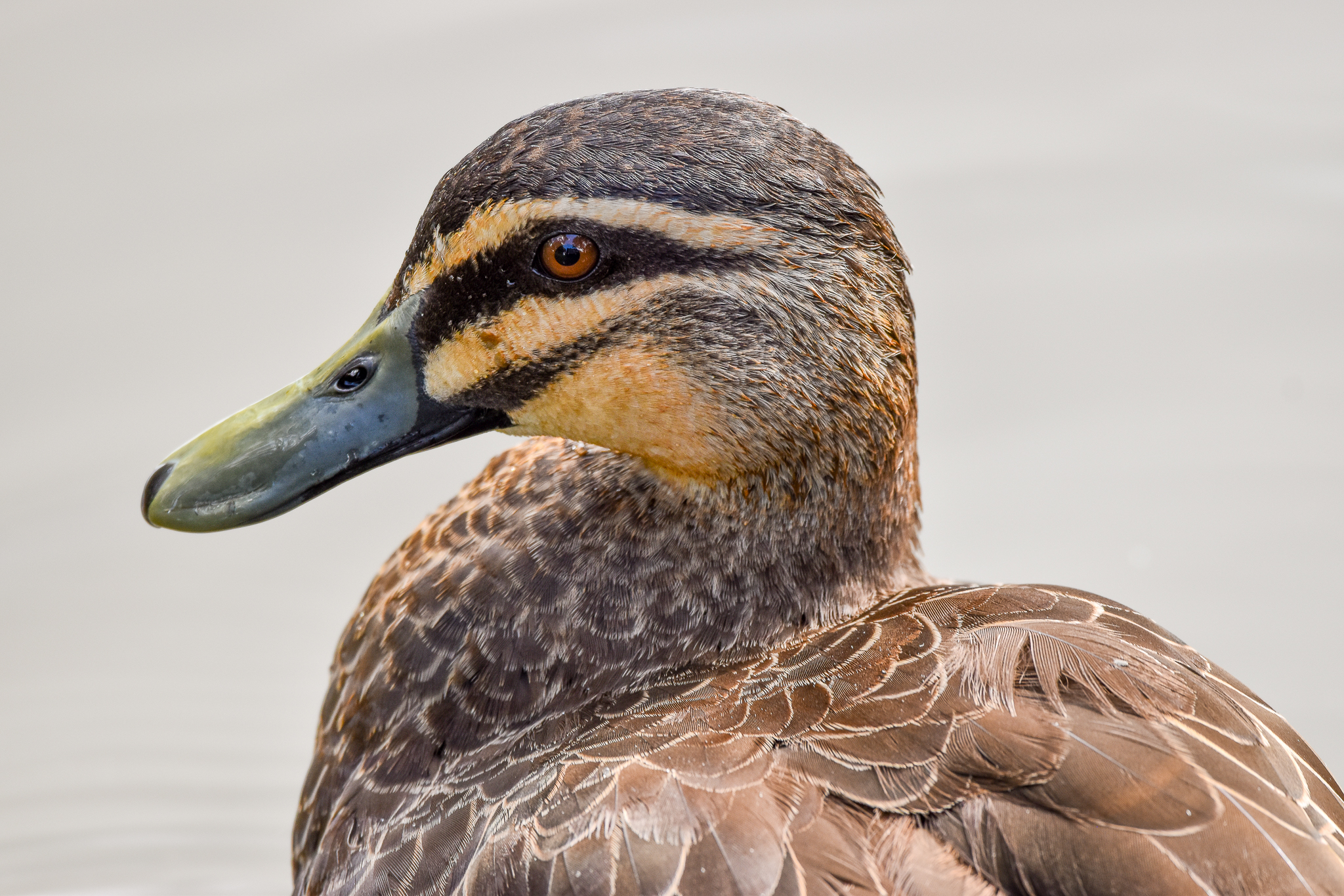Pacific Black Duck
