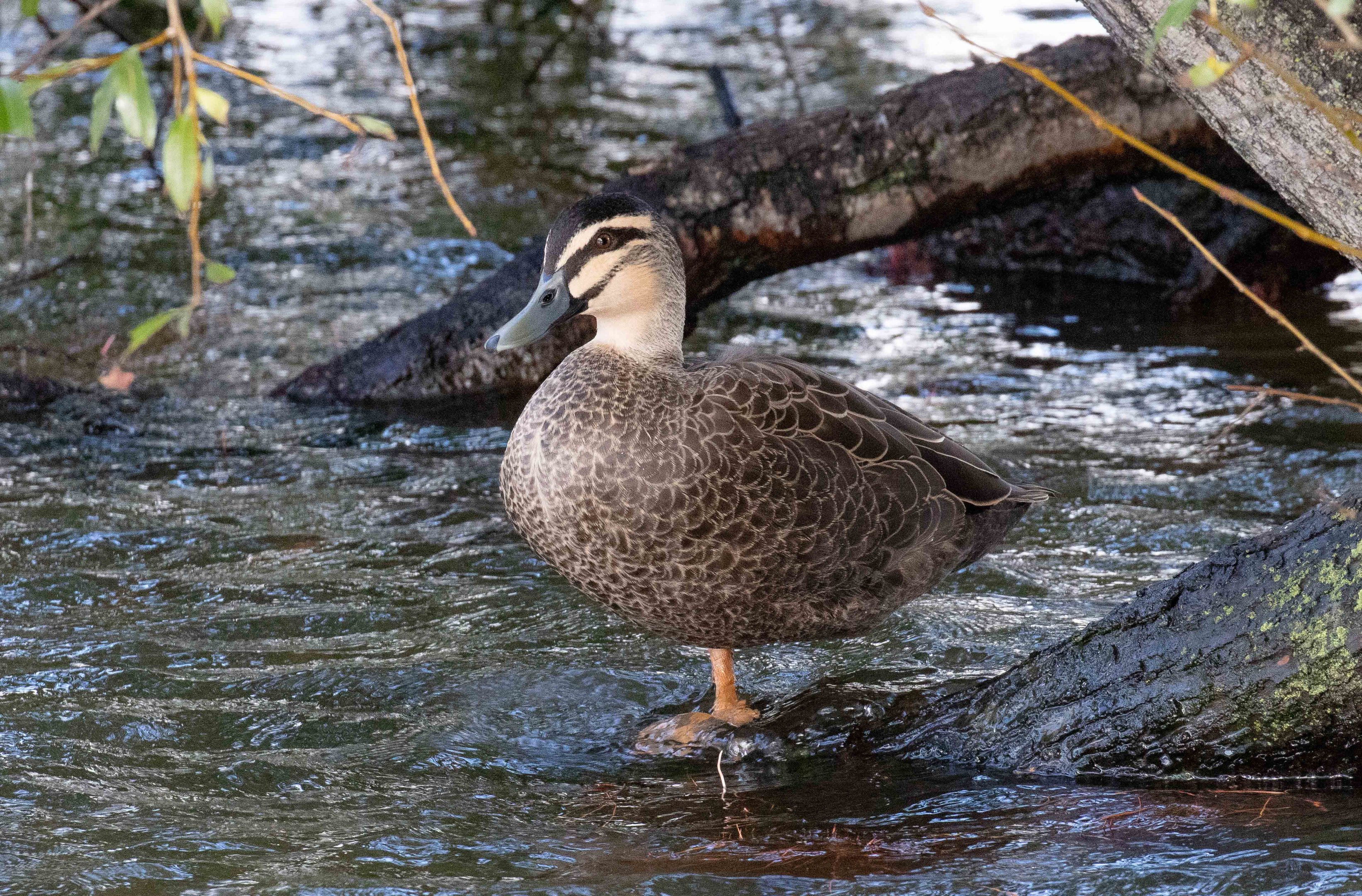 Pacific Black Duck