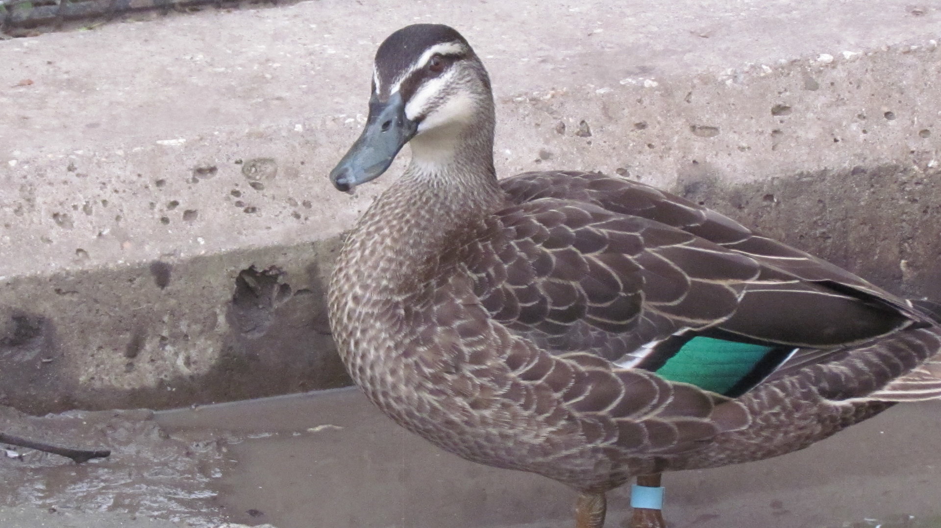 Pacific Black Duck
