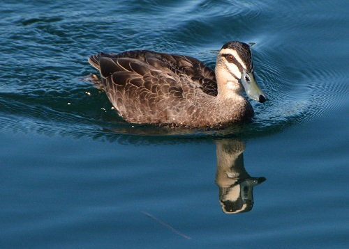 Pacific black duck