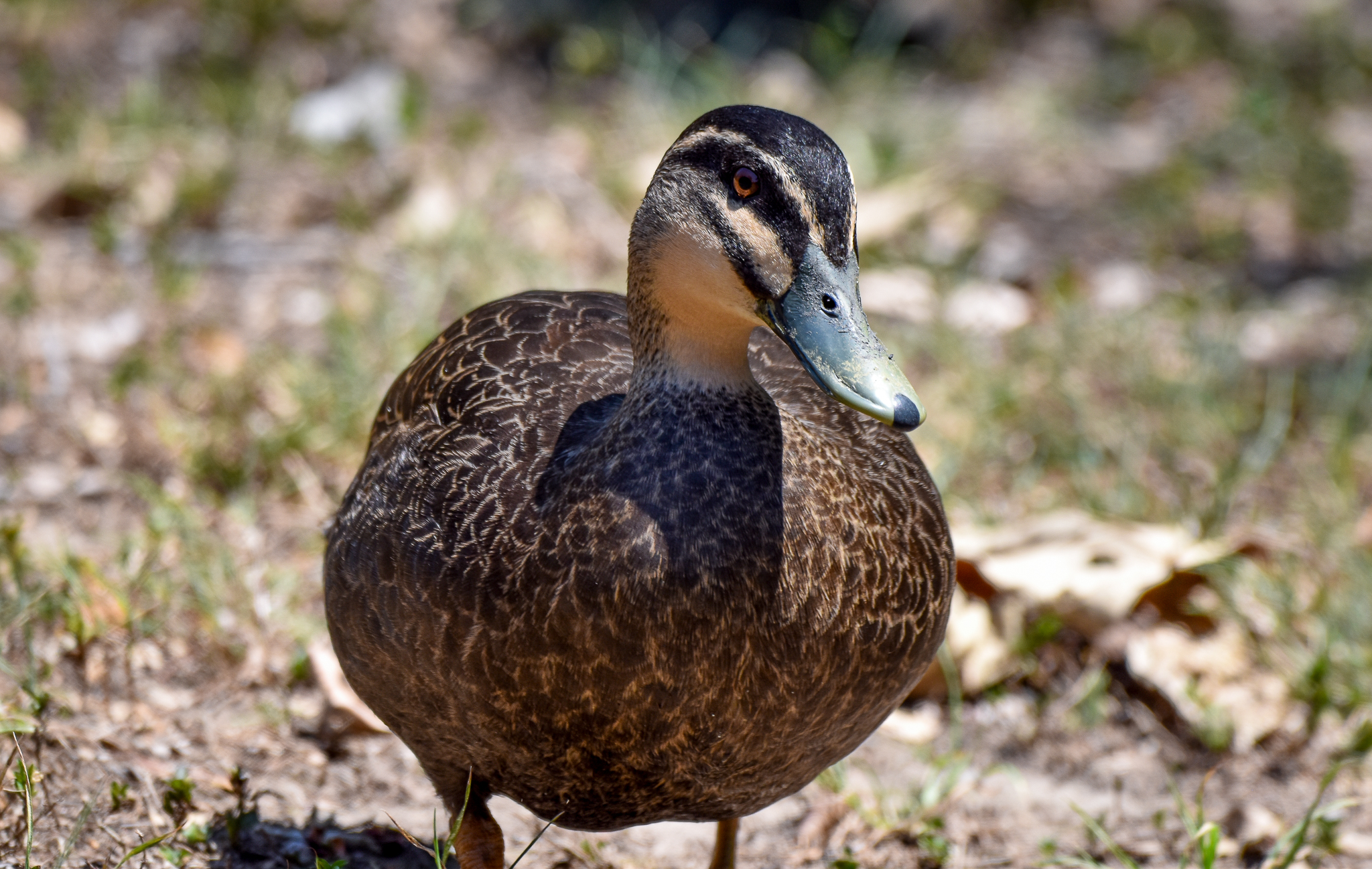 Pacific Black Duck