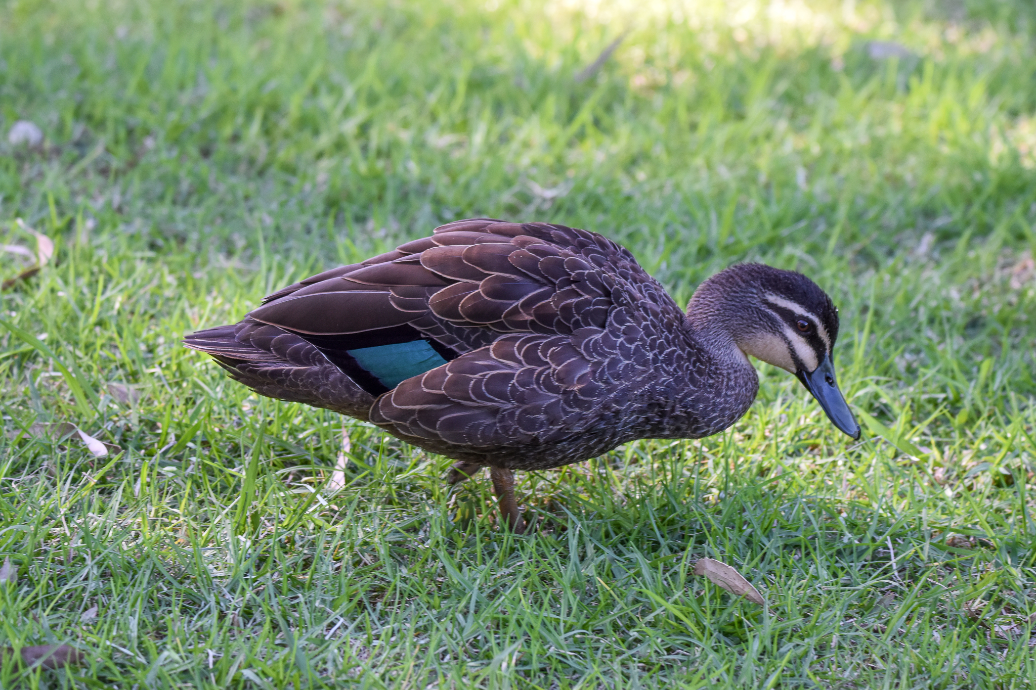Pacific Black Duck