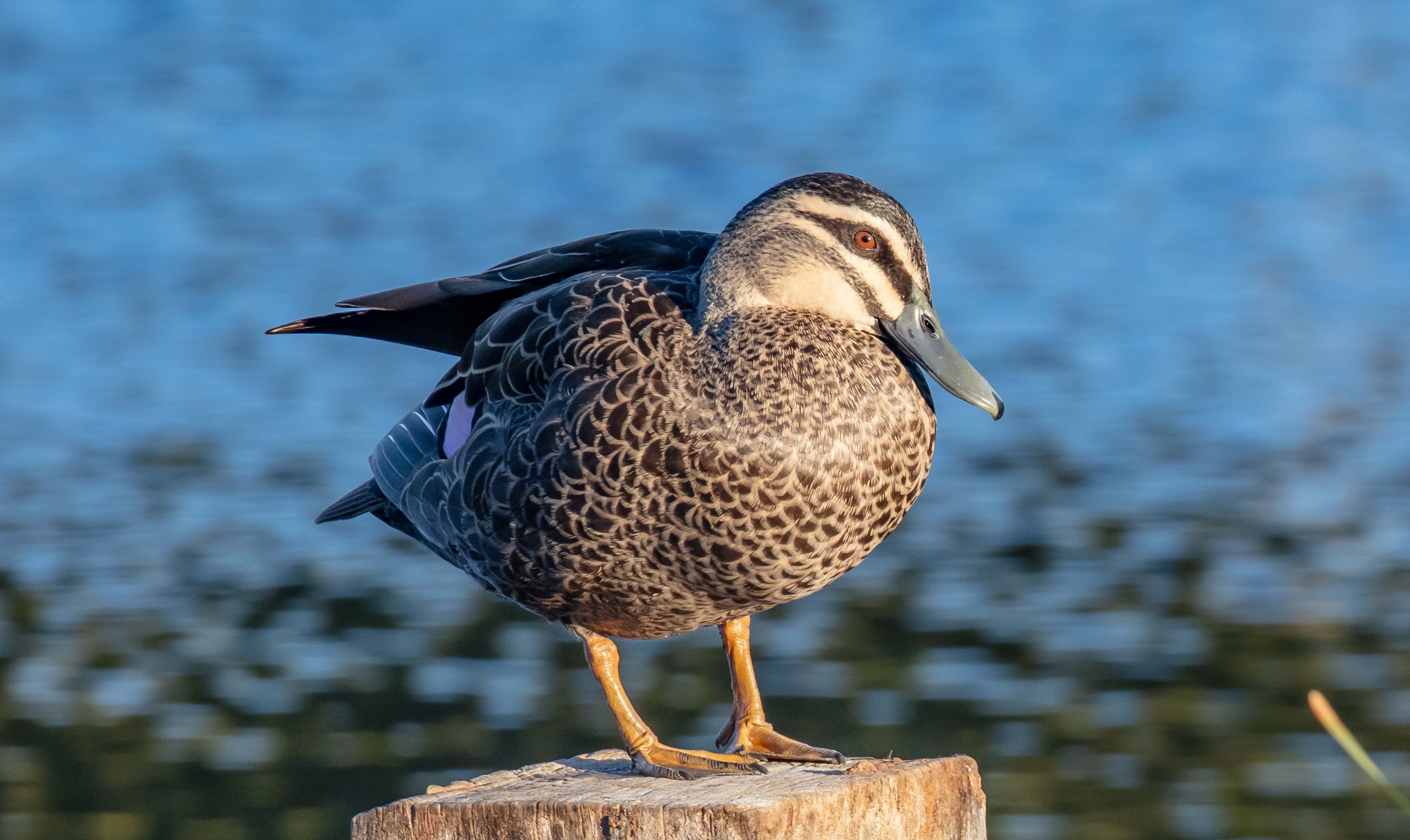 Pacific Black Duck