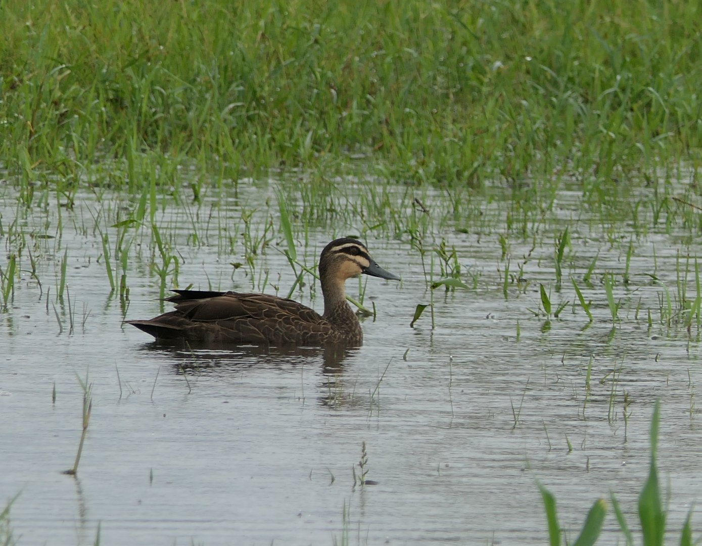 Pacific Black Duck