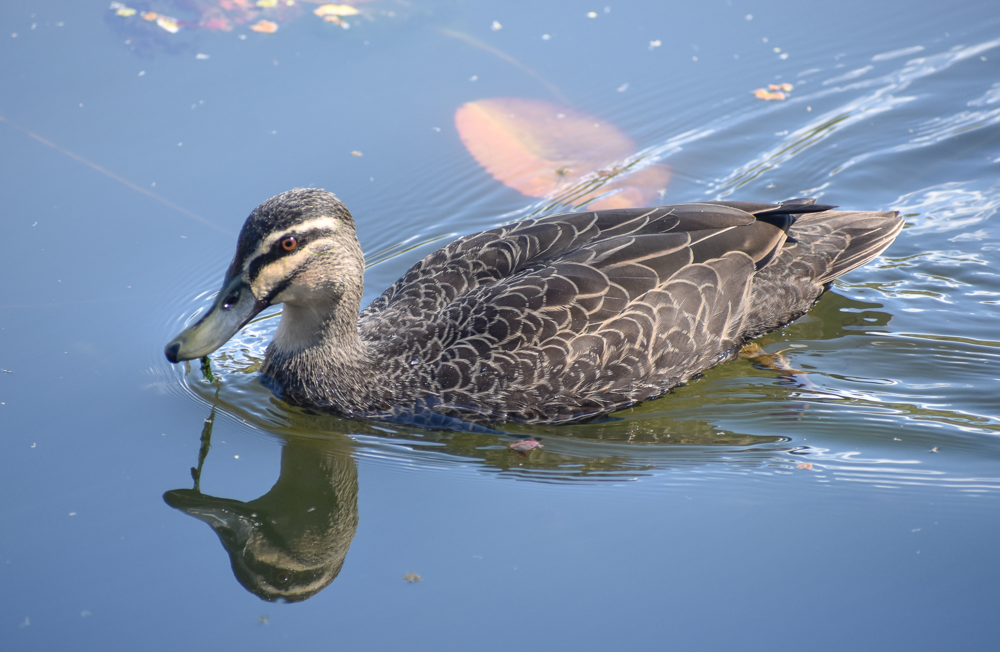 Pacific Black Duck