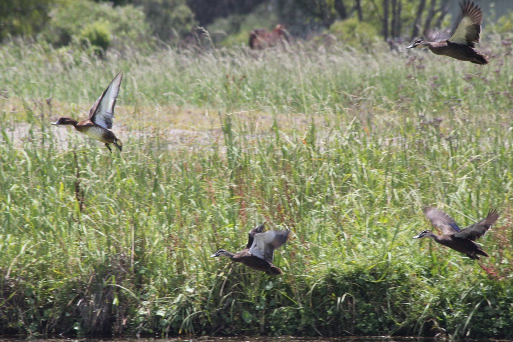 Pacific Black Ducks and Hardhead take flight