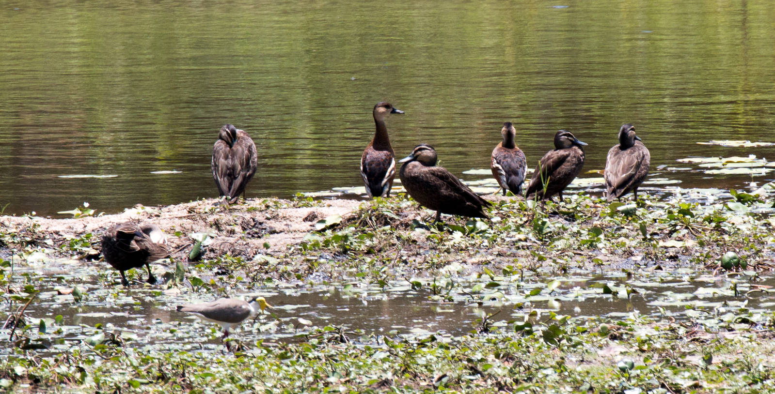 Pacific Black Ducks and Wandering Whistle Duck