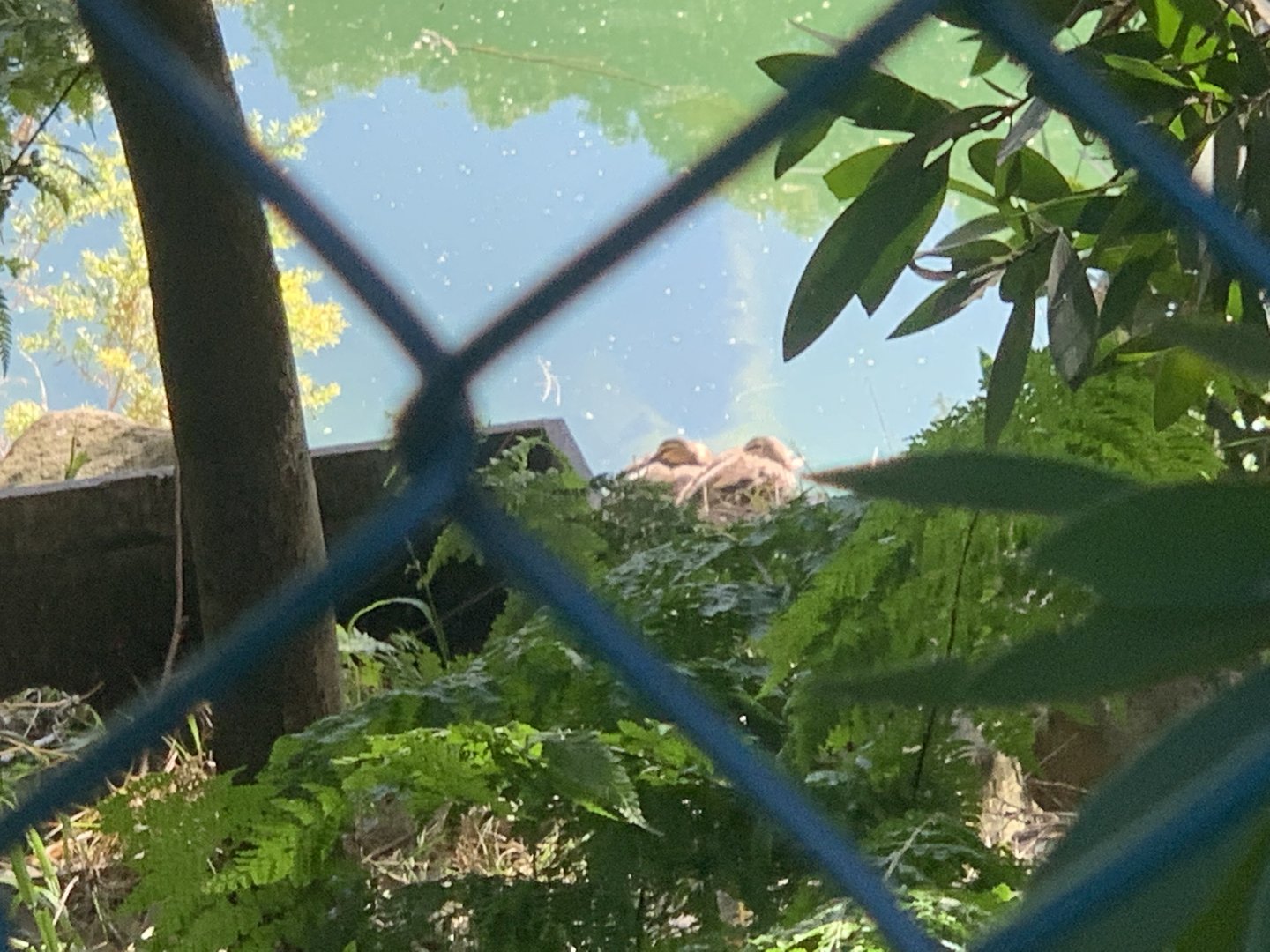 Pacific Black Ducks at Dibble Avenue Waterhole, Marrickville (Sydney) near Cooks River