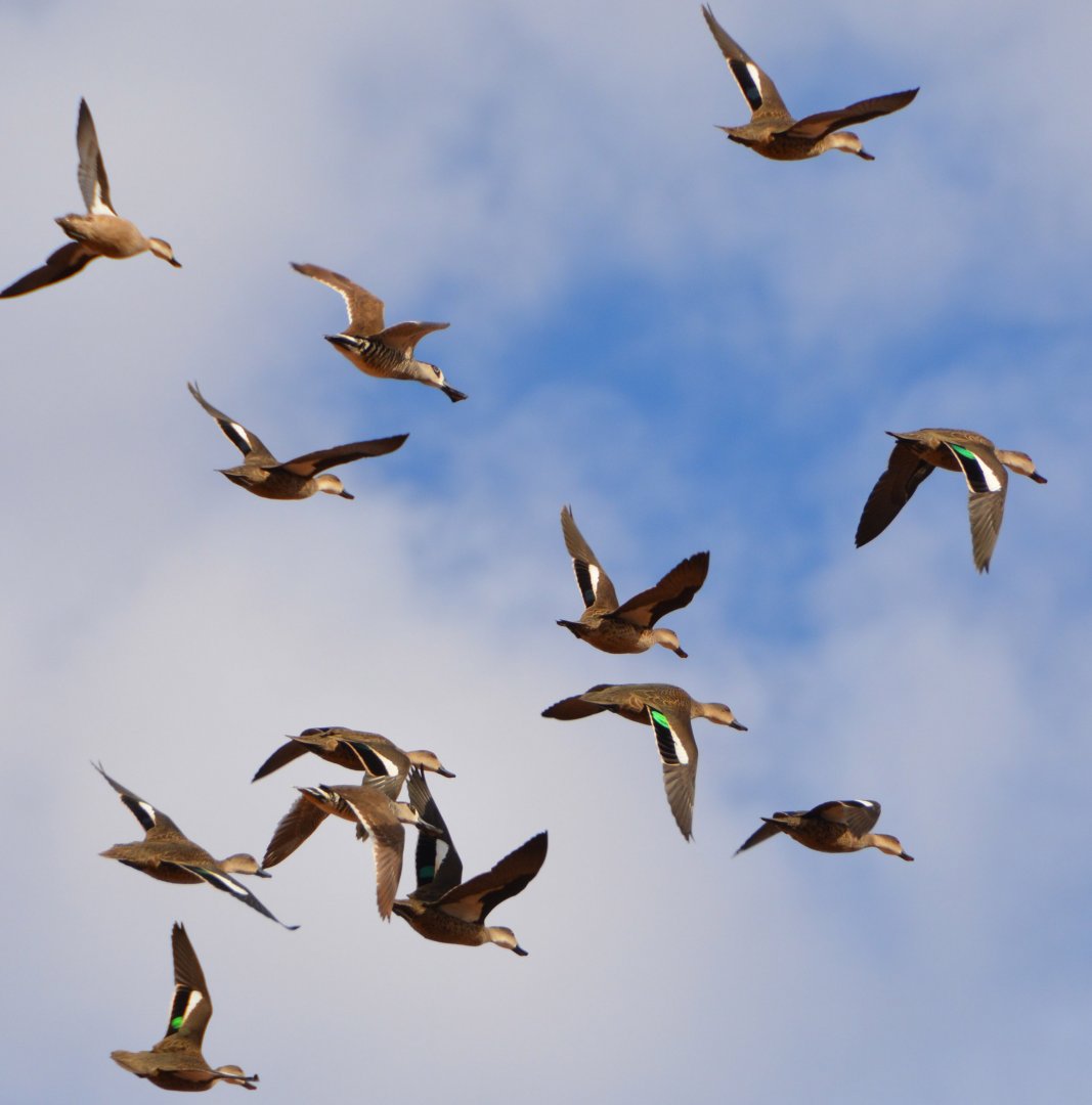 Pacific black ducks & grey teal + 1 pink-eared duck
