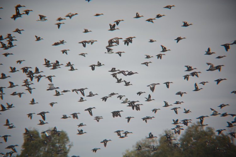Pacific black ducks, grey teal & wood ducks.