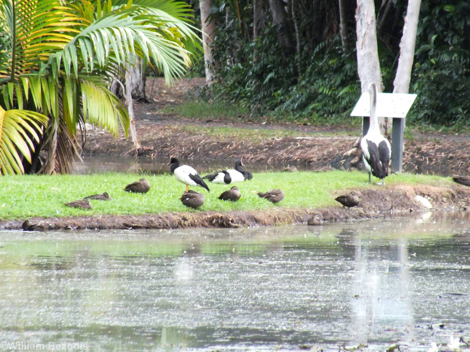 Pacific Black Ducks, Magpie Geese, and Australian Pelican