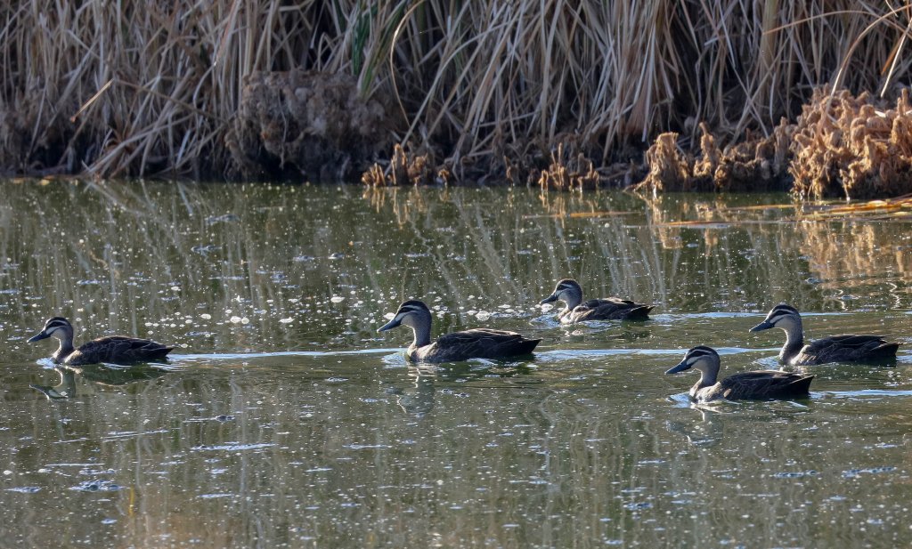 Pacific Black Ducks