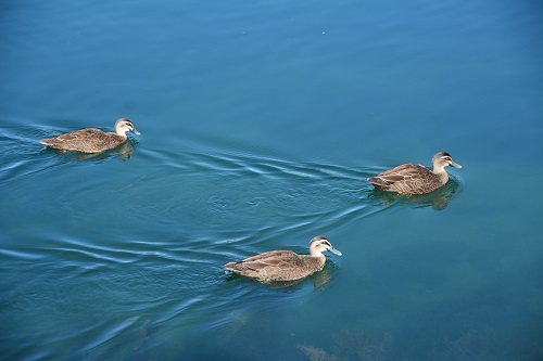 Pacific black ducks