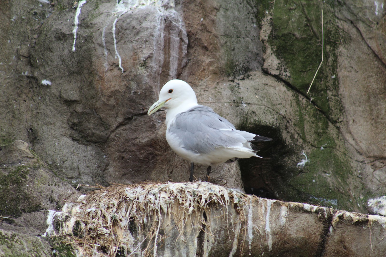Pacific Black-Legged Kittiwake