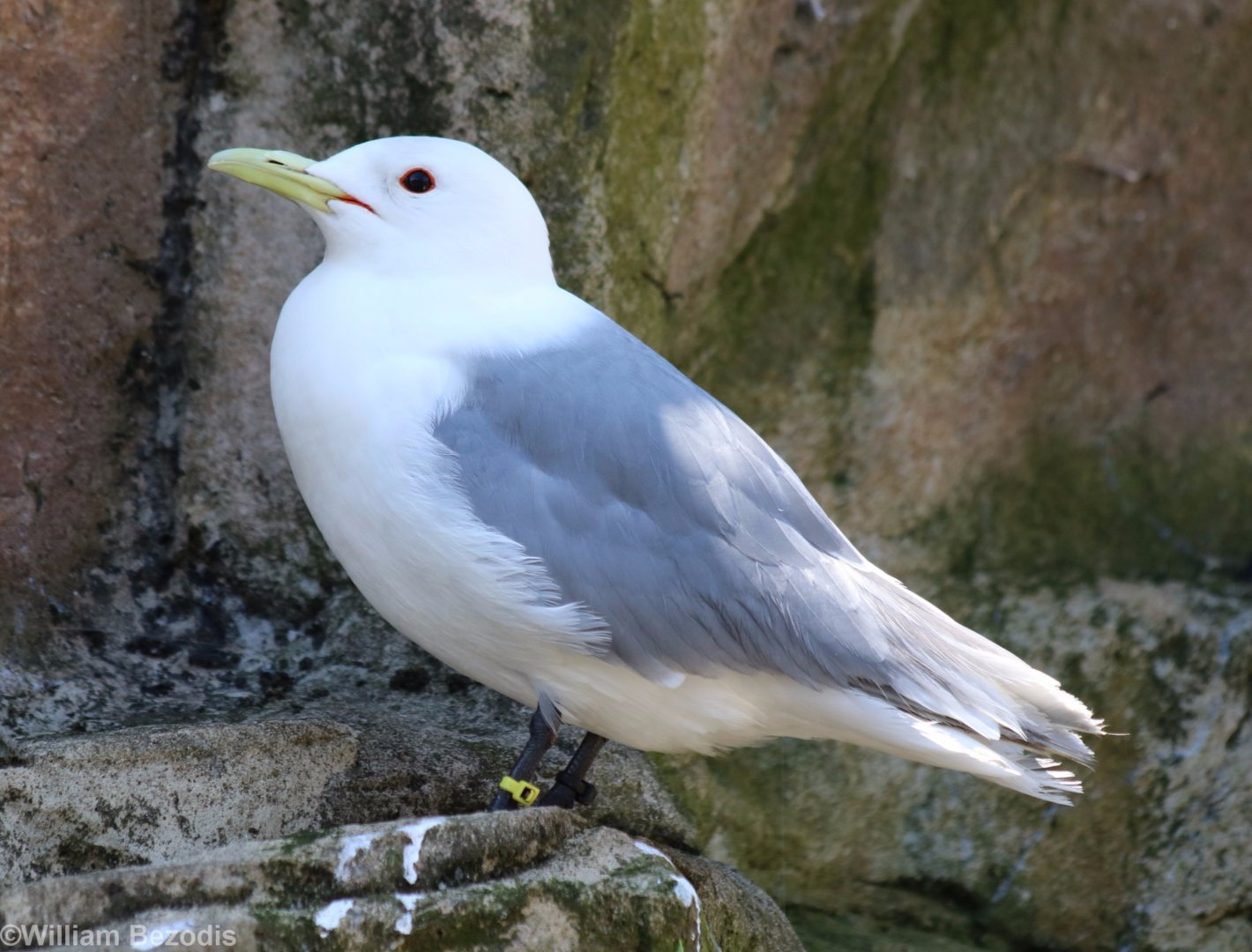 Pacific Black-legged Kittiwake