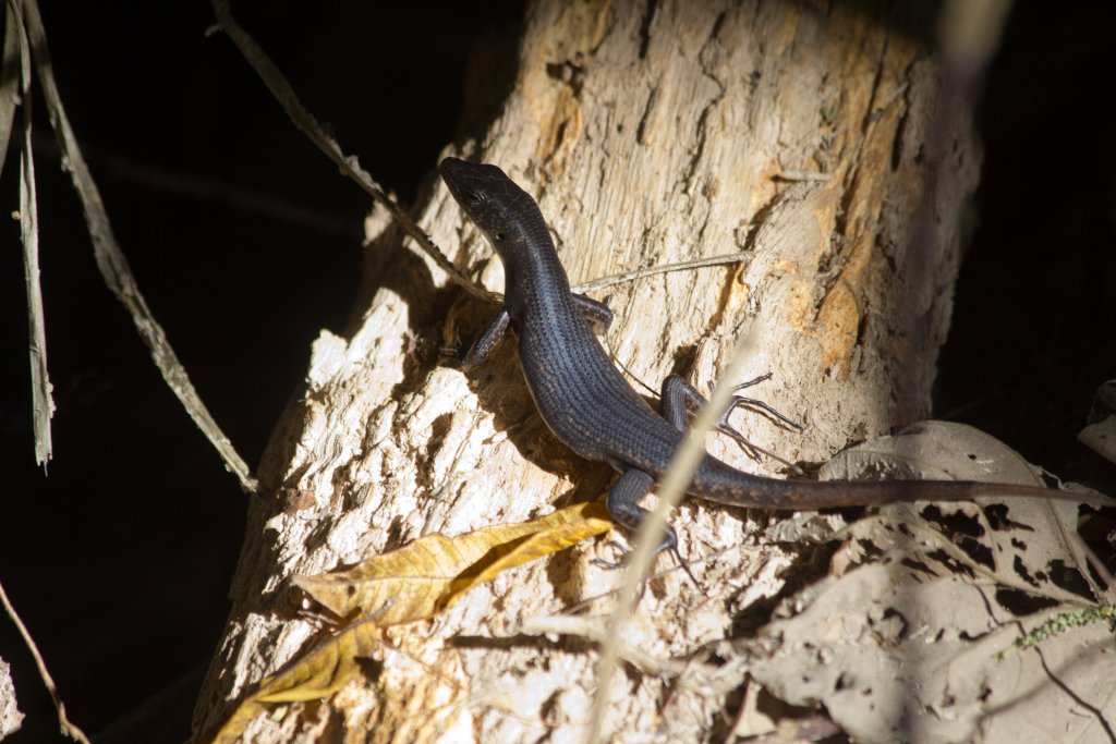 Pacific Black Skink (Emoia nigra)