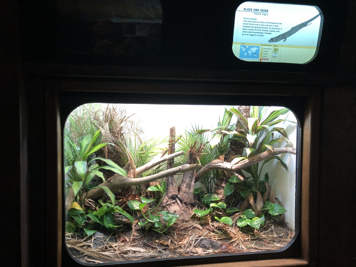 Pacific Black Skink Exhibit