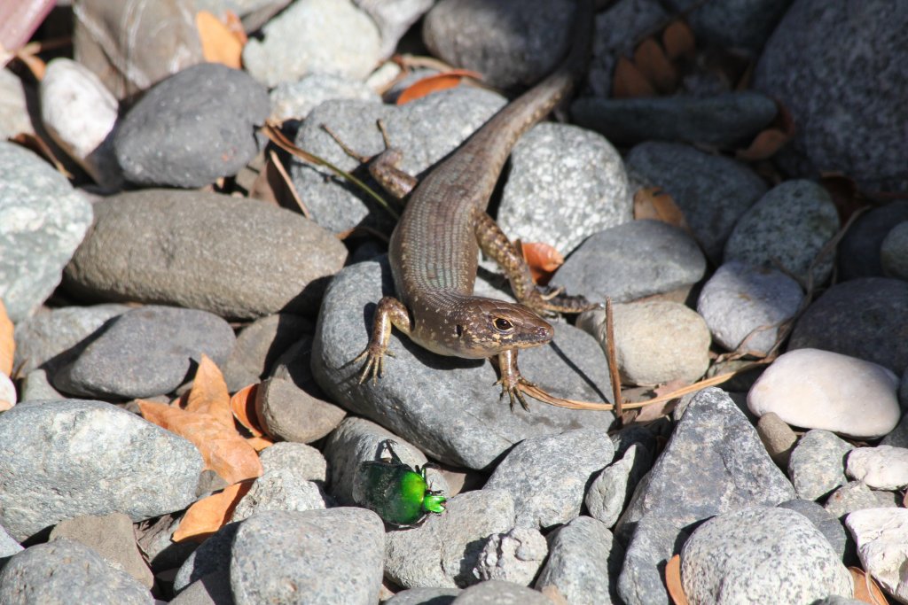 Pacific Black Skink