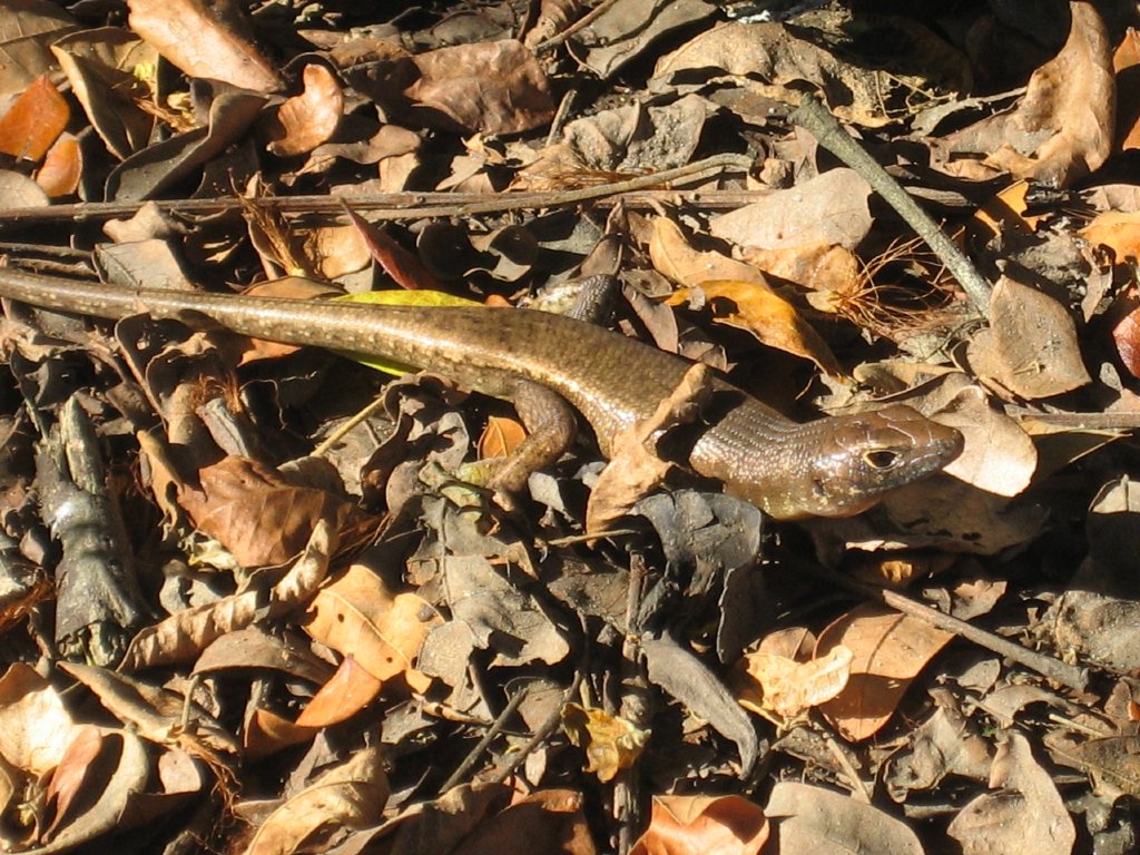 Pacific Black Skink