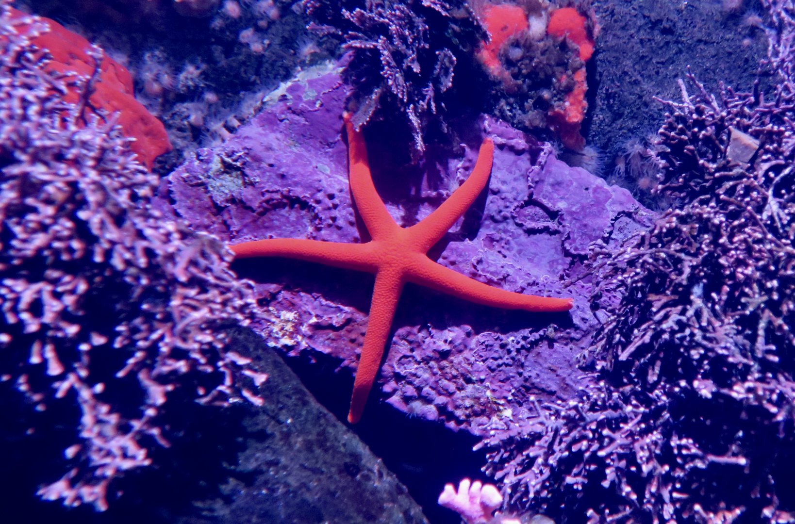 Pacific Blood Star (Henricia leviuscula)