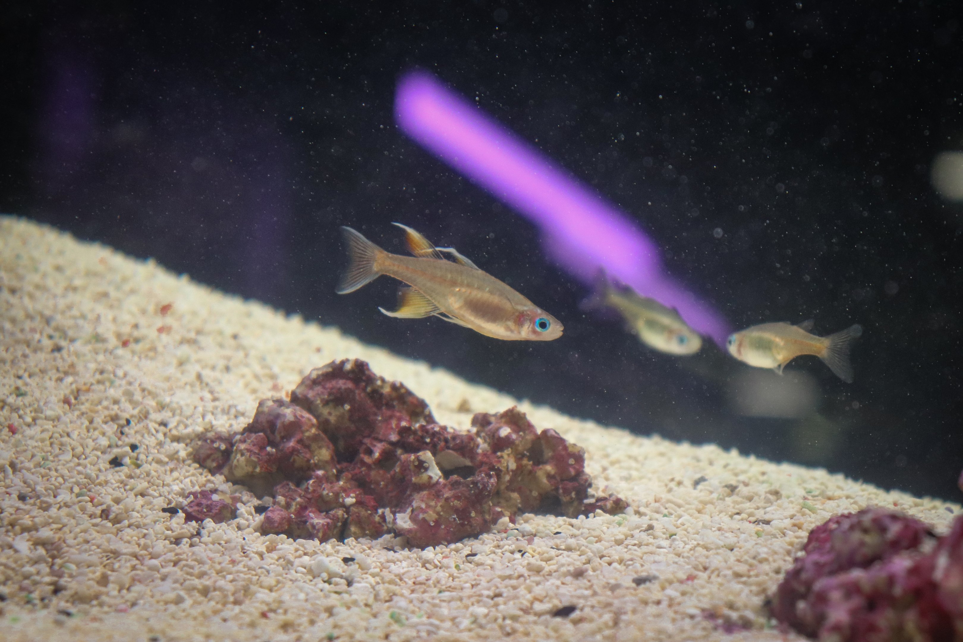 Pacific Blue-eye (Pseudomugil signifer) - Royal Queensland Show 2018
