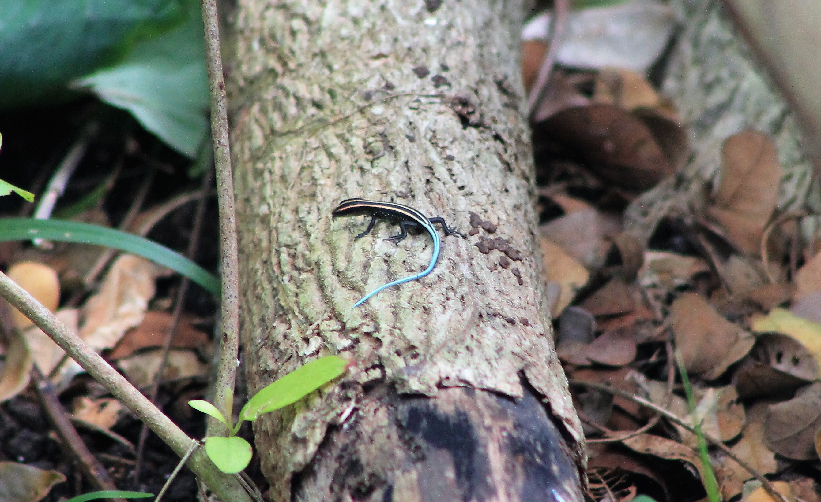Pacific Blue-tailed Skink (Emoia caeruleocauda)