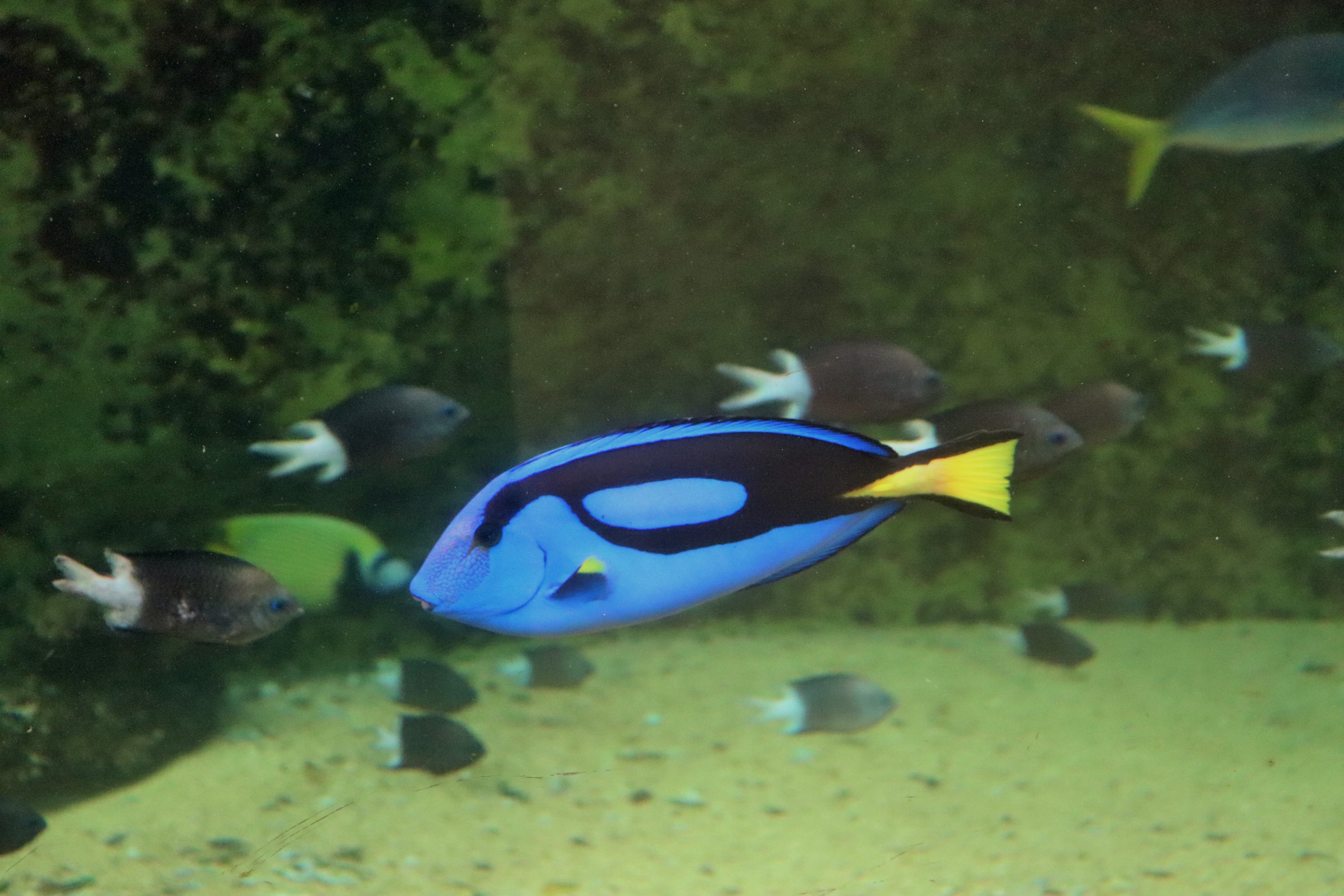 Pacific Blue Tang (Paracanthurus hepatus)