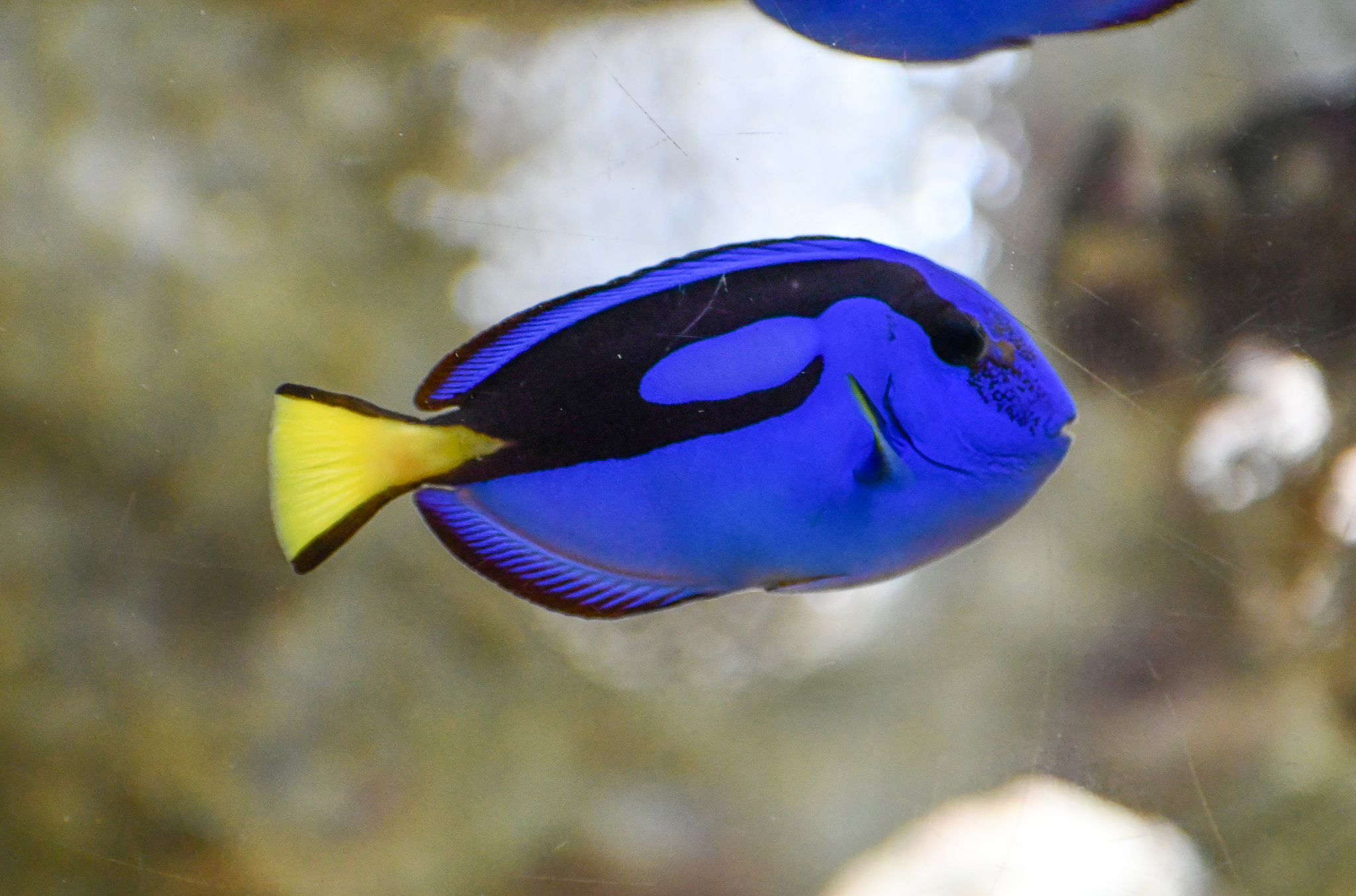 Pacific Blue Tang