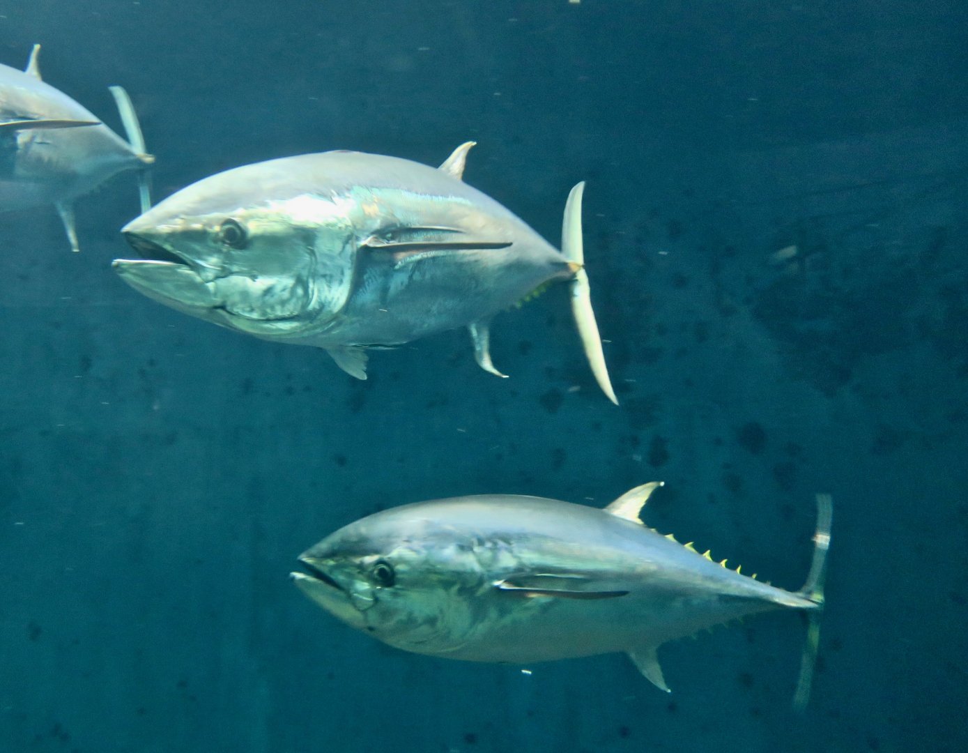 Pacific Bluefin Tuna (Thunnus orientalis)