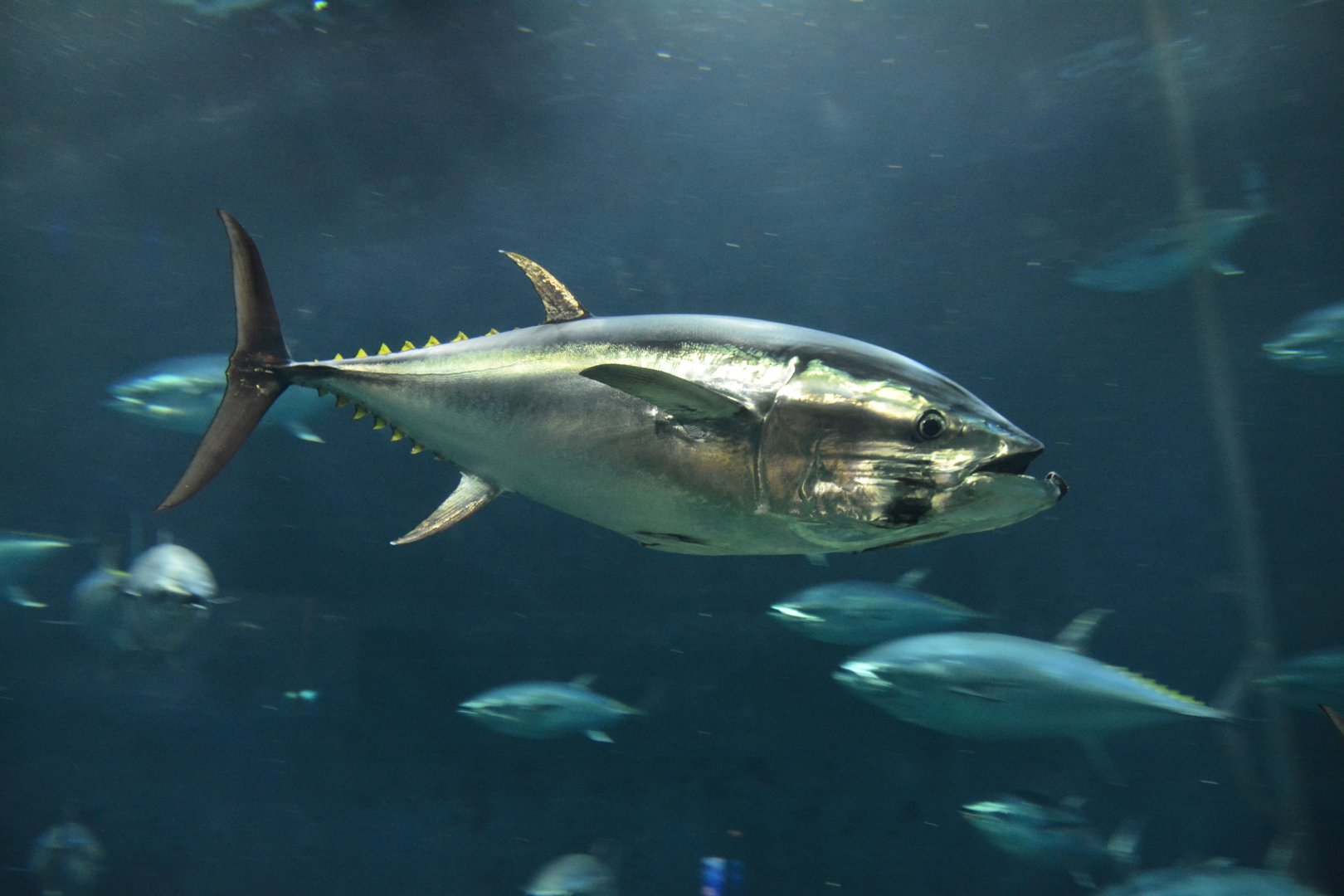 Pacific bluefin tuna (Thunnus orientalis)