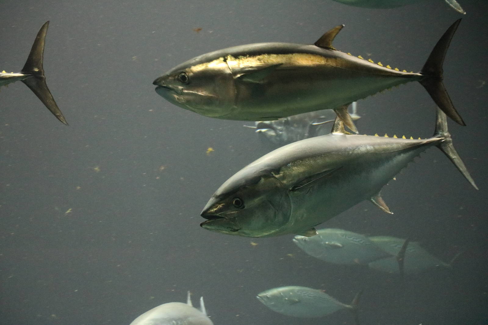 Pacific bluefin tuna - Tokyo Sea Life Park, February 2016