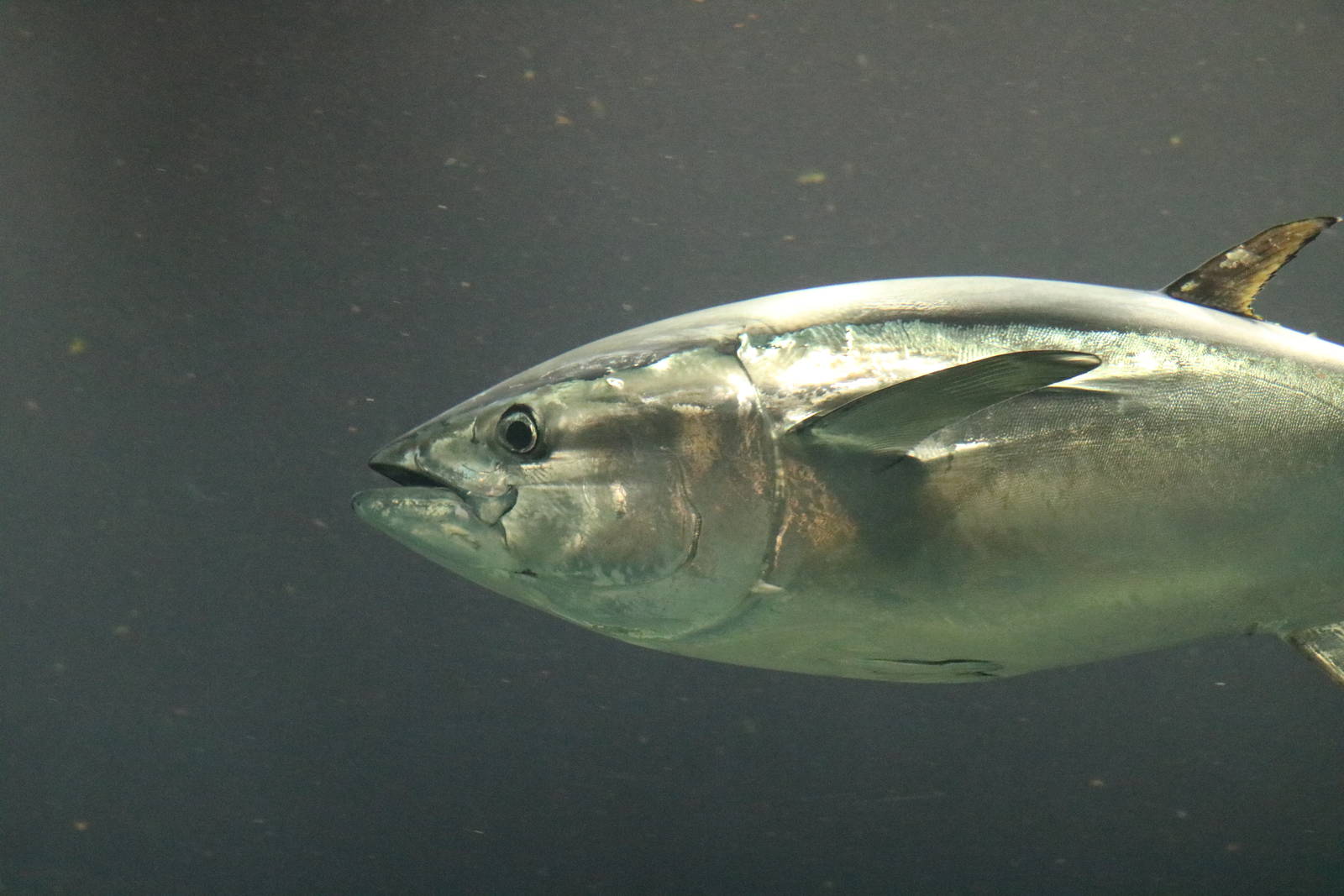Pacific bluefin tuna - Tokyo Sea Life Park, February 2016