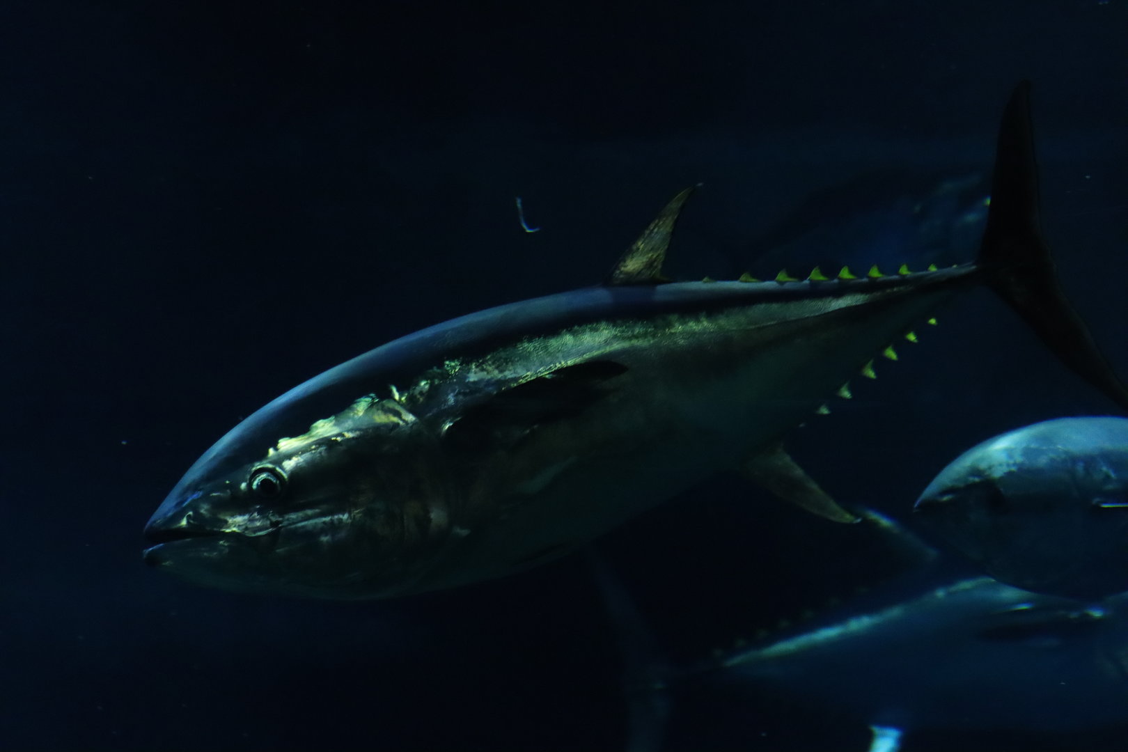 Pacific bluefin tuna