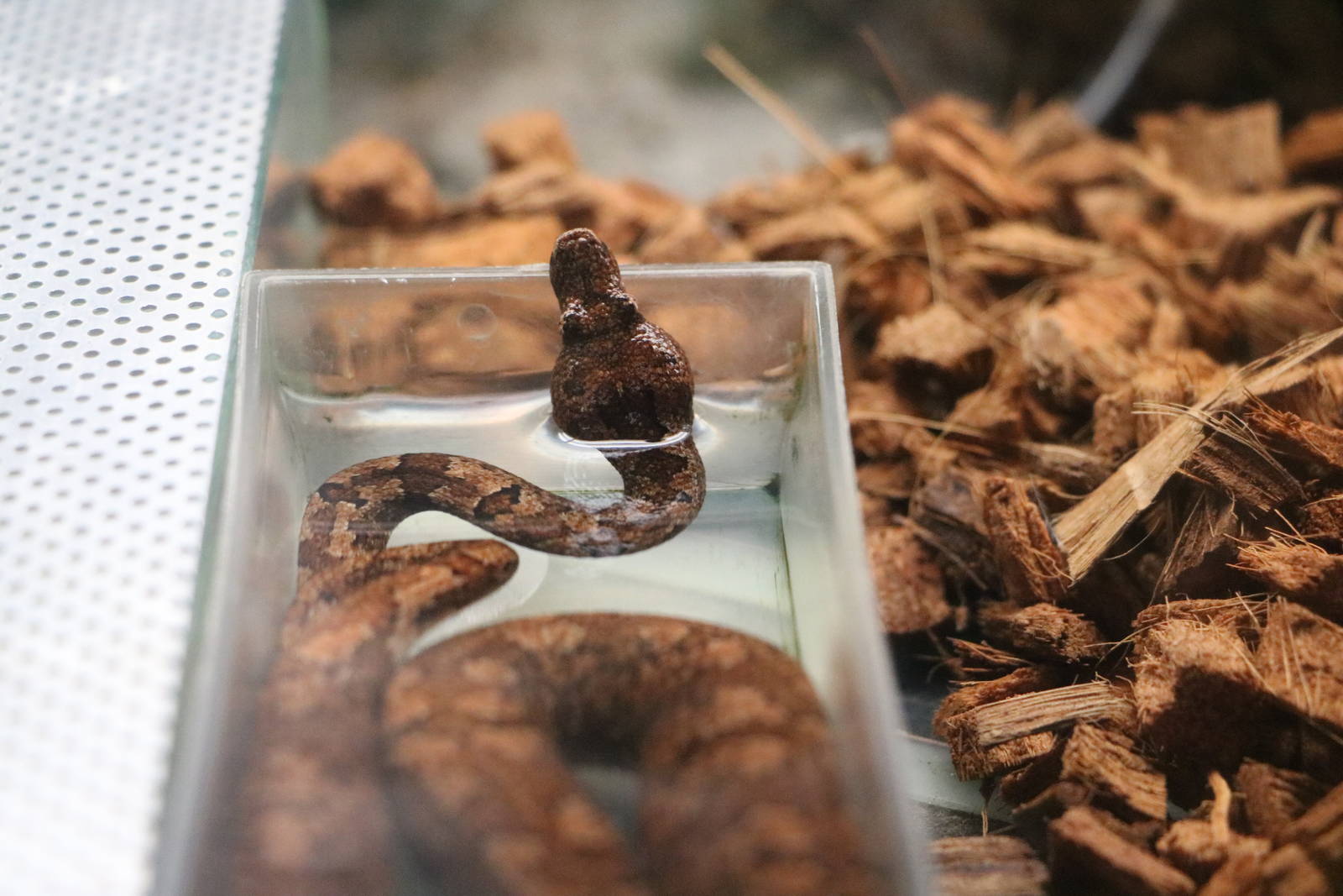 Pacific boa, February 2016