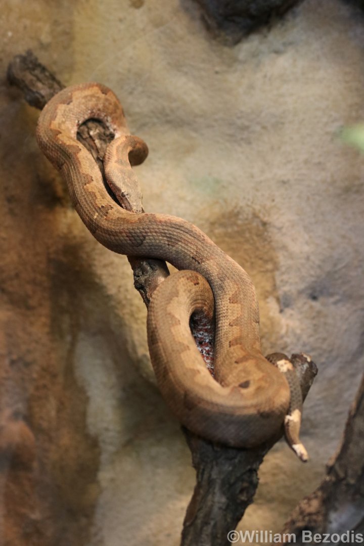 Pacific Boa