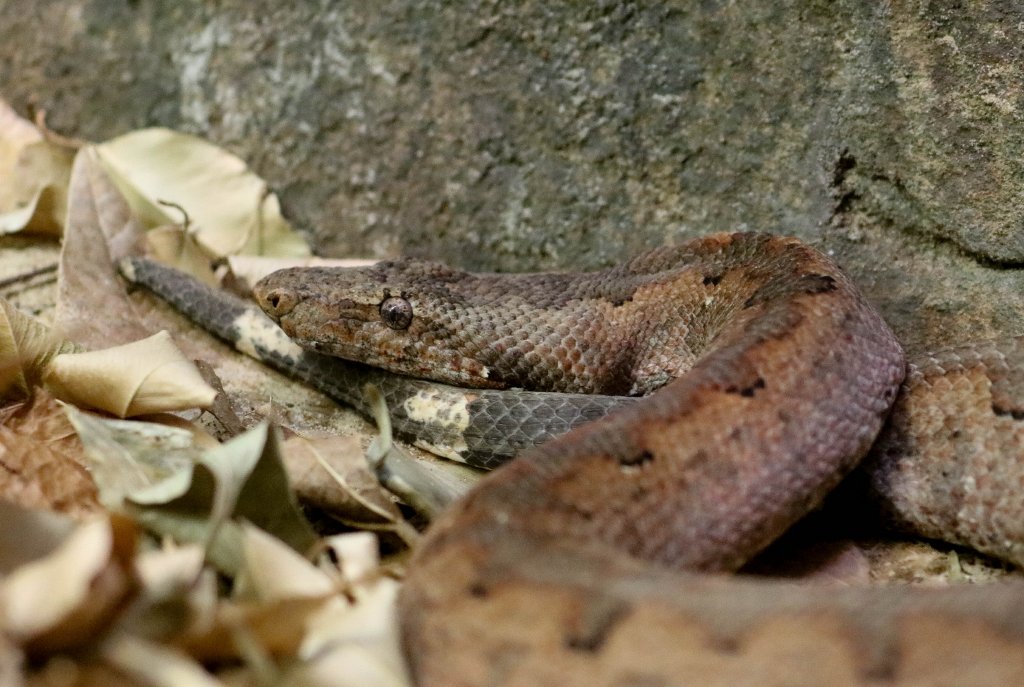 Pacific Boa