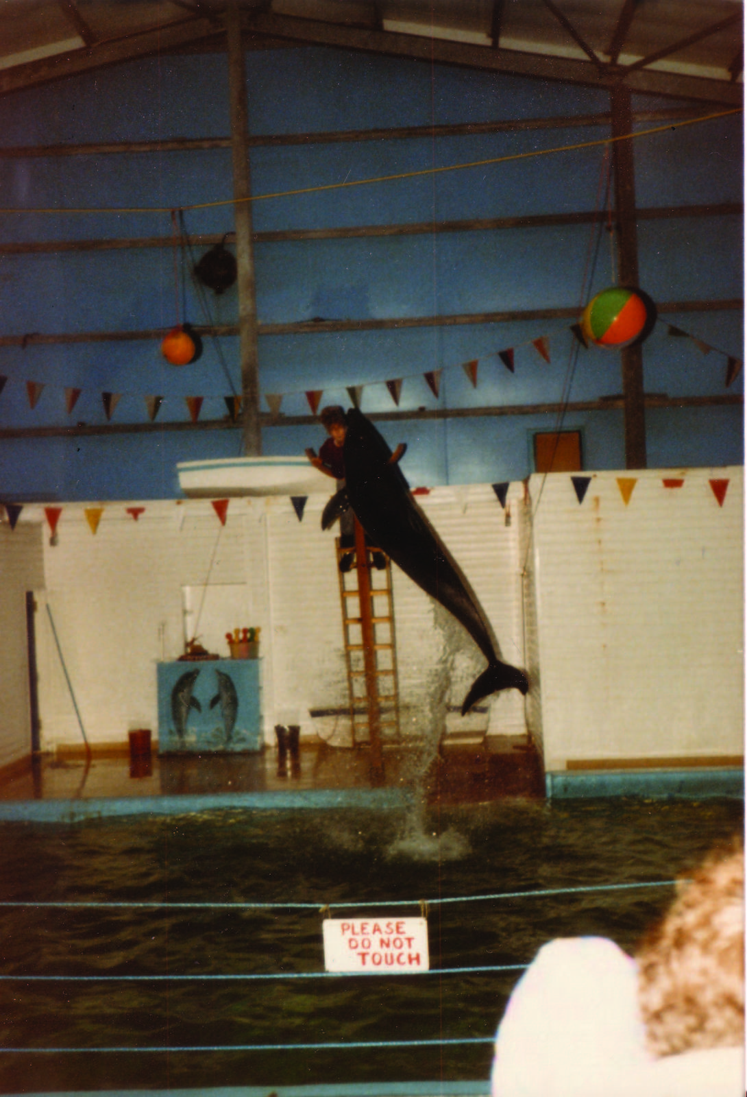 Pacific Bottle-nosed Dolphin taken sometime in 1986