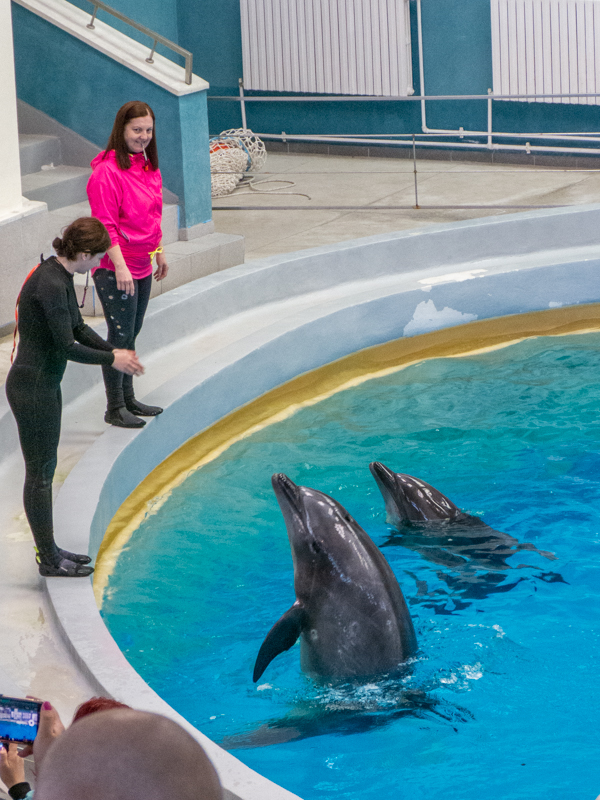 Pacific bottlenose dolphin / Tursiops truncatus gillii