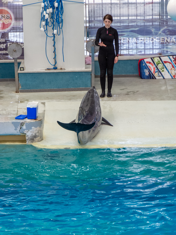Pacific bottlenose dolphin / Tursiops truncatus gillii