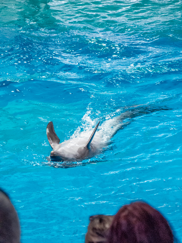 Pacific bottlenose dolphin / Tursiops truncatus gillii