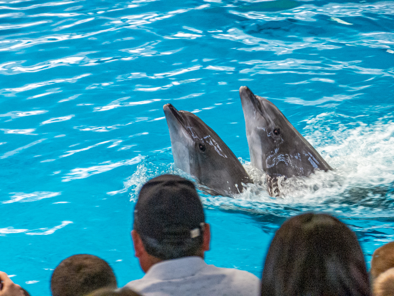 Pacific bottlenose dolphin / Tursiops truncatus gillii
