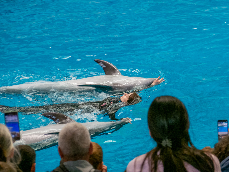 Pacific bottlenose dolphin / Tursiops truncatus gillii