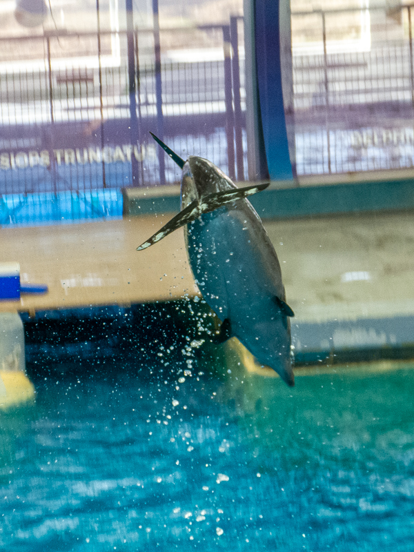 Pacific bottlenose dolphin / Tursiops truncatus gillii