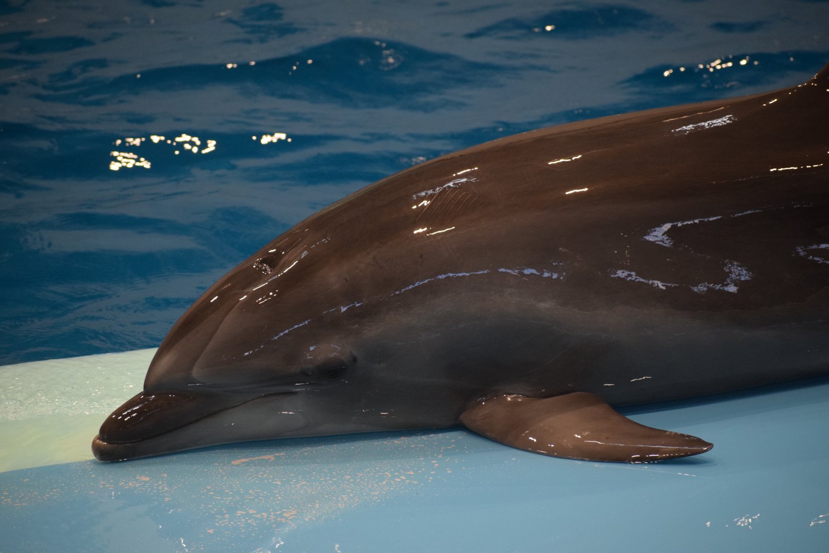 Pacific bottlenose dolphin