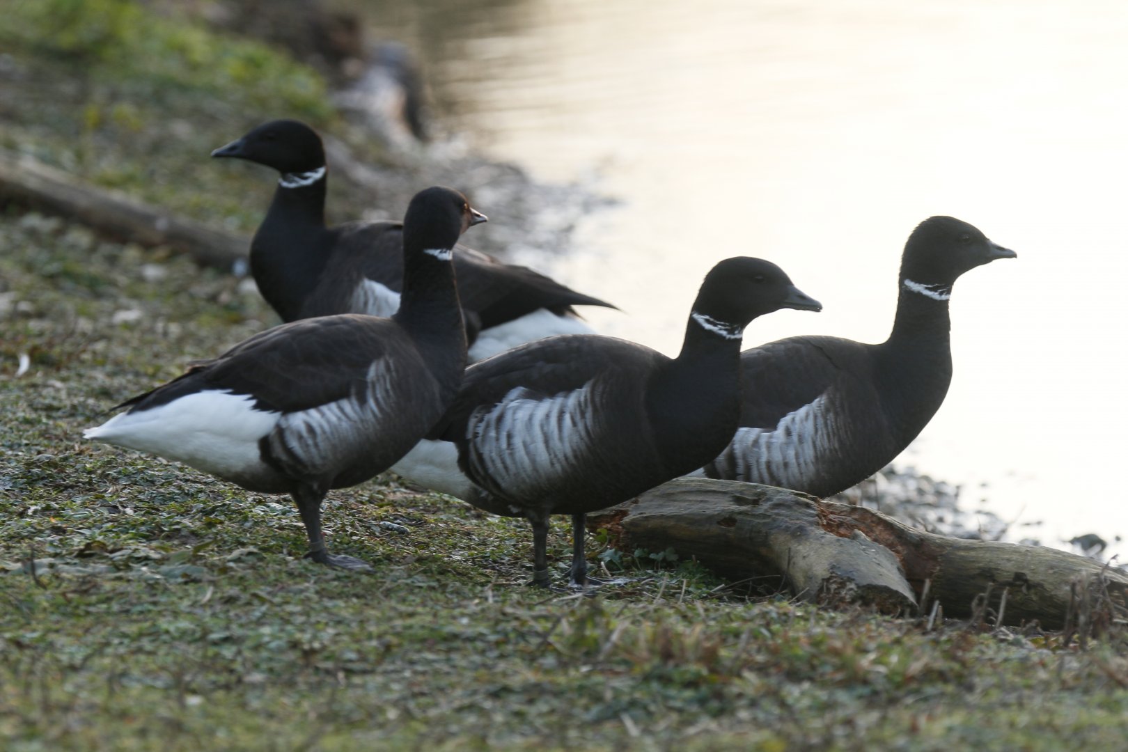 Pacific brent goose (Branta bernicla nigricans)