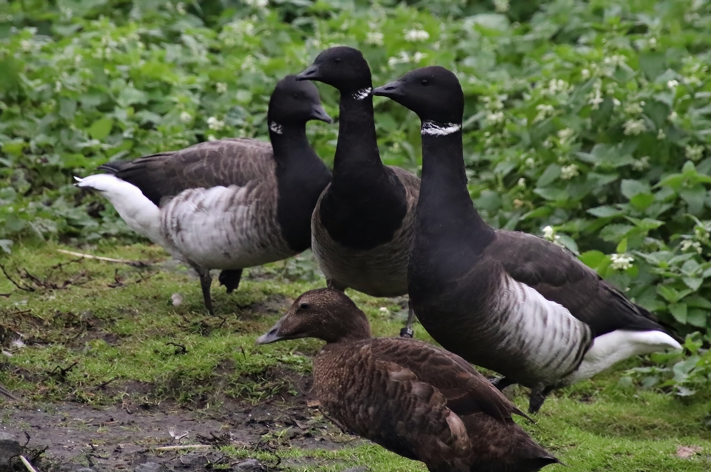 Pacific brent goose (Branta bernicla nigricans)
