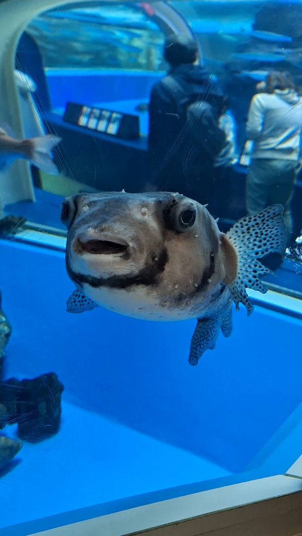 Pacific Burrfish (Chilomycterus reticulatus) - Uozu Aquarium