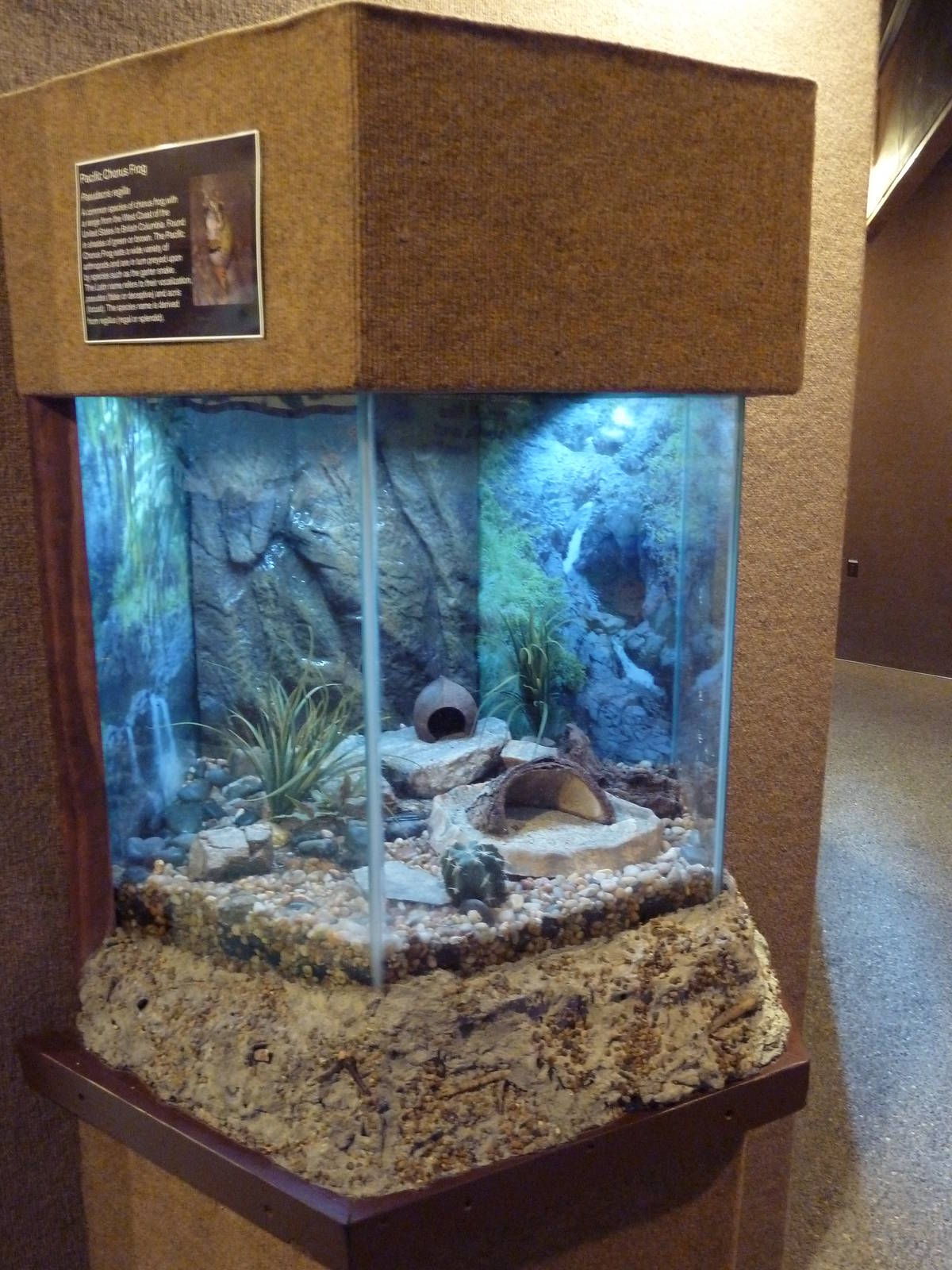 Pacific Chorus Frog Exhibit