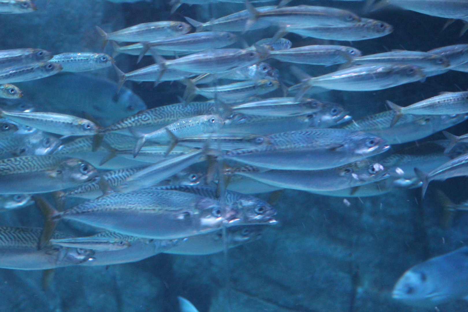 Pacific Chub Mackerel